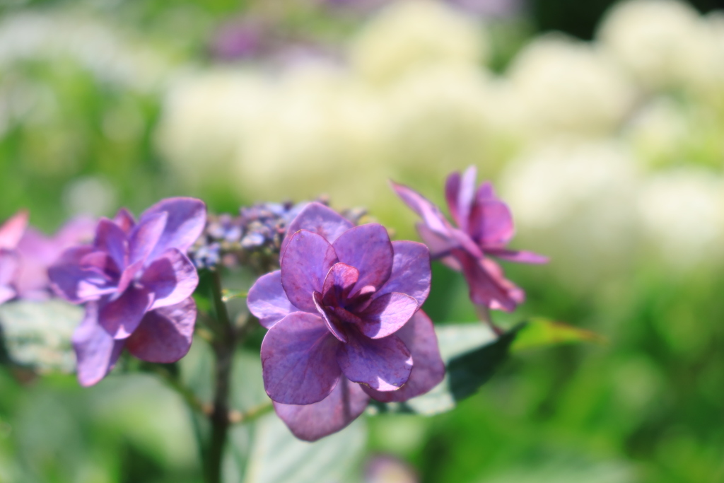 長谷寺 (長谷観音) の紫陽花 ⑦