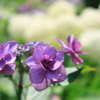 長谷寺 (長谷観音) の紫陽花 ⑦