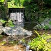 白糸の滝 ～小石川後楽園～