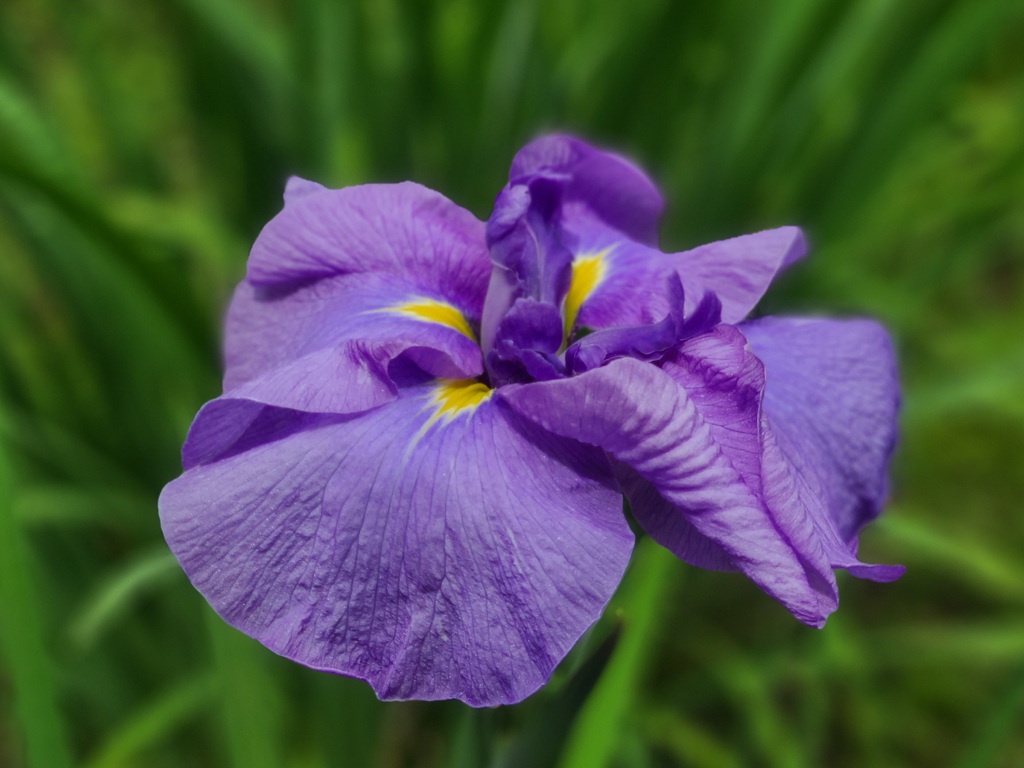 菖蒲 ～小石川後楽園～