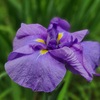 菖蒲 ～小石川後楽園～