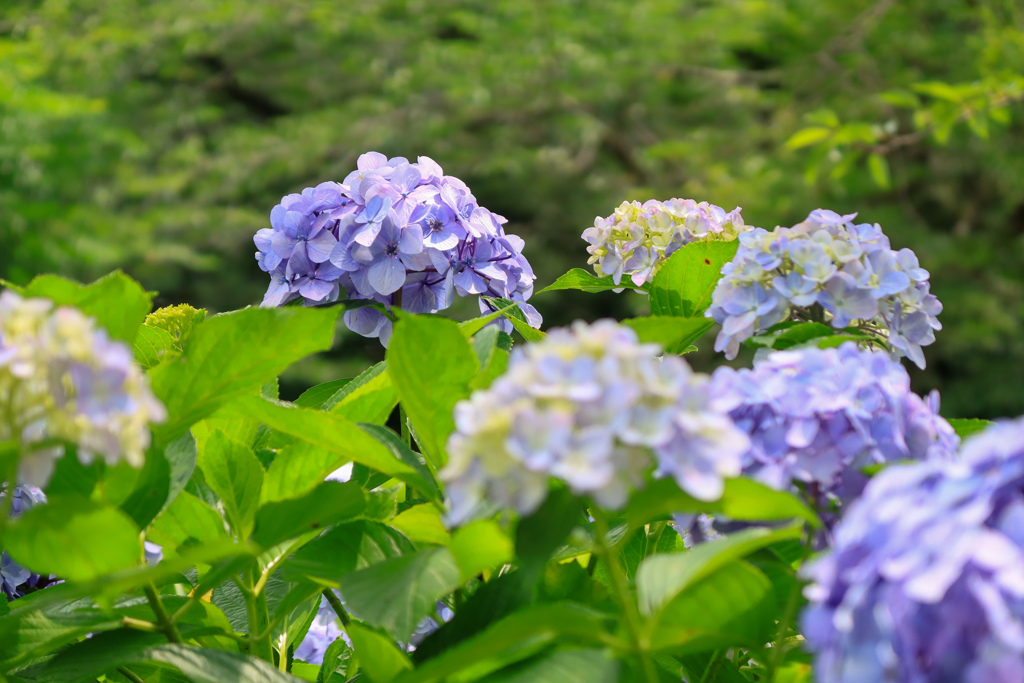 本土寺の紫陽花 ②