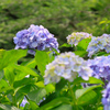 本土寺の紫陽花 ②