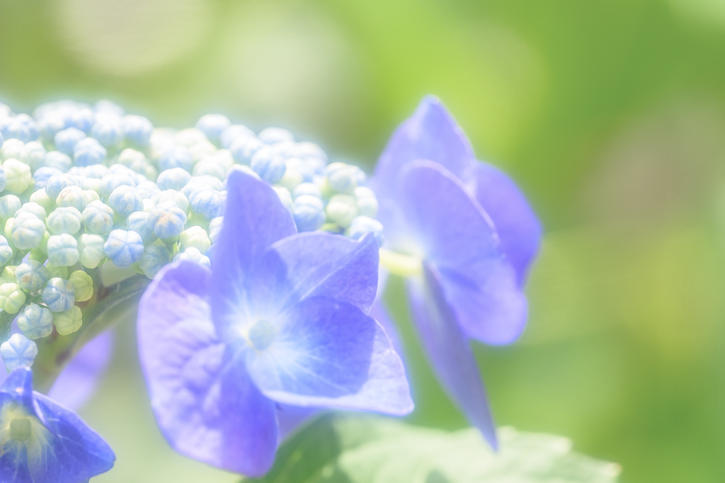 額花の輝き