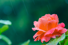 雨中のバラ ♯2