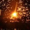 夕日の木漏れ日