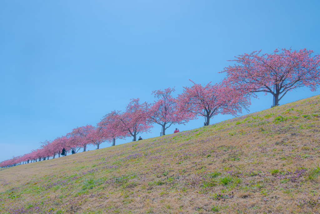 江戸川堤に咲く桜並木