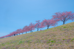 江戸川堤に咲く桜並木