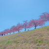 江戸川堤に咲く桜並木