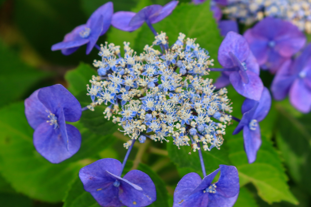 本土寺の紫陽花 ①