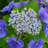 本土寺の紫陽花 ①