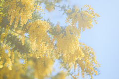 陽だまりのミモザ