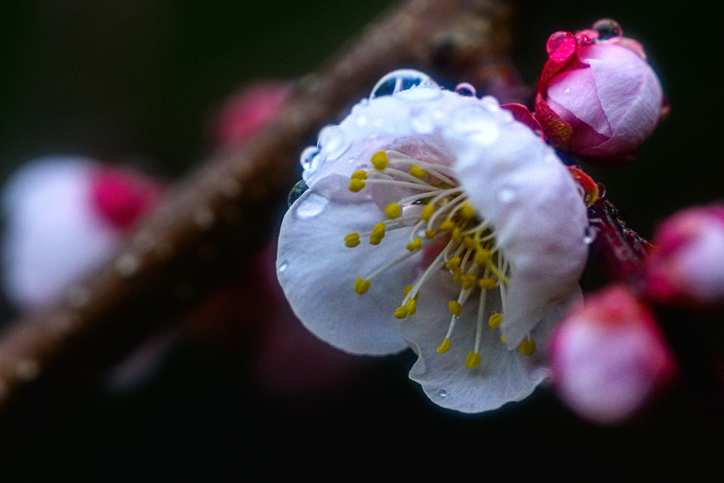 水もしたたる梅の花