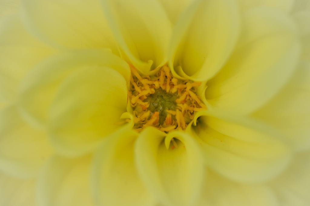 yellow dahlia