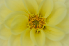 yellow dahlia
