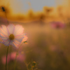黄昏コスモス