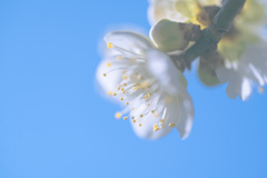 青空に映える白梅の花