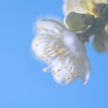 青空に映える白梅の花