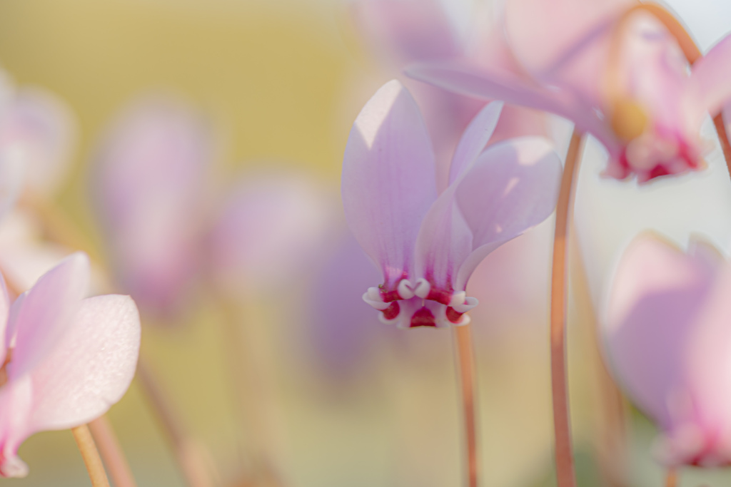 pretty flowers in winter