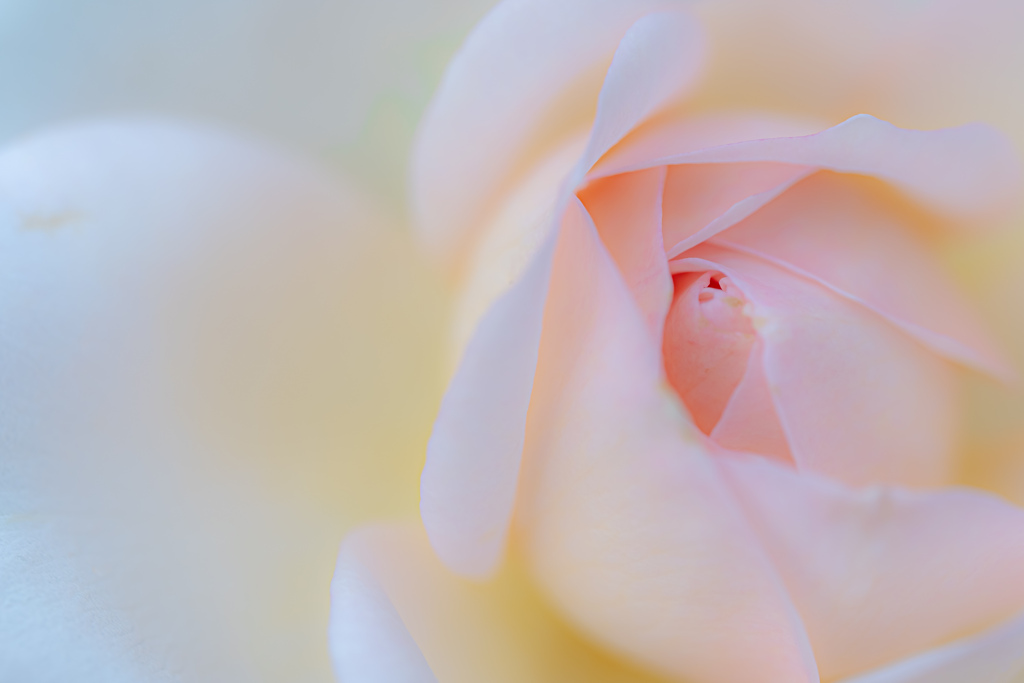autumn rose gradation