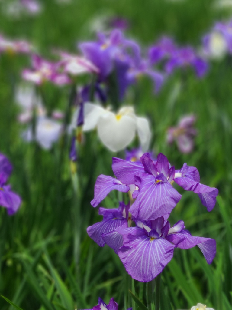 花菖蒲 ～小石川後楽園～