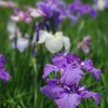 花菖蒲 ～小石川後楽園～