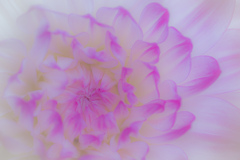Dahlia Gradation