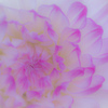Dahlia Gradation