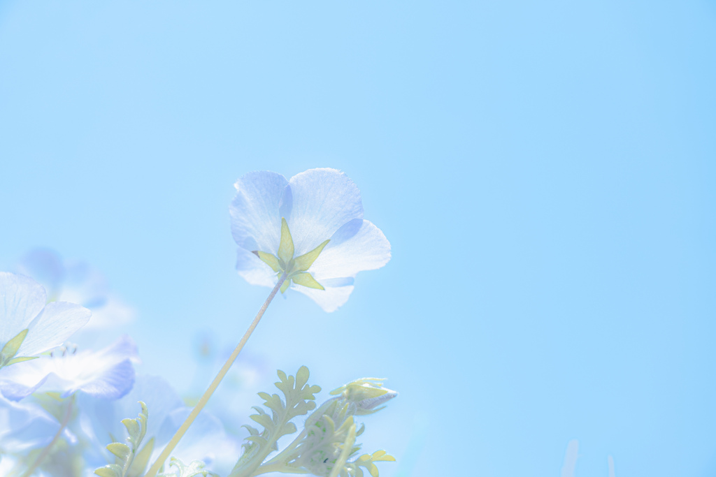 blue in blue