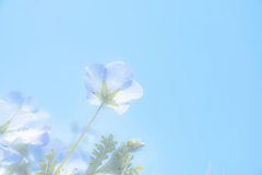 blue in blue