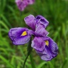 花菖蒲 ～小石川後楽園～