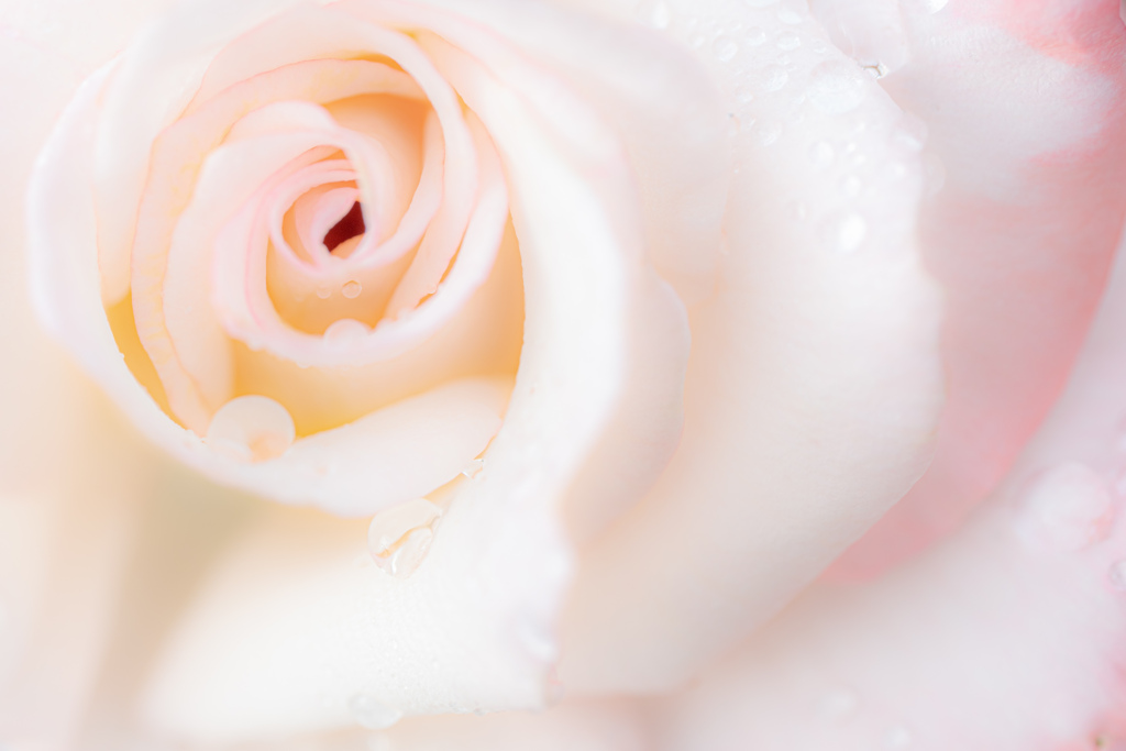 milky pink