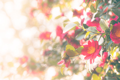 陽だまりに咲く赤い山茶花