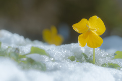 雪中花