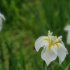 花菖蒲 ～小石川後楽園～