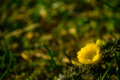 幸せを呼ぶ黄色い花