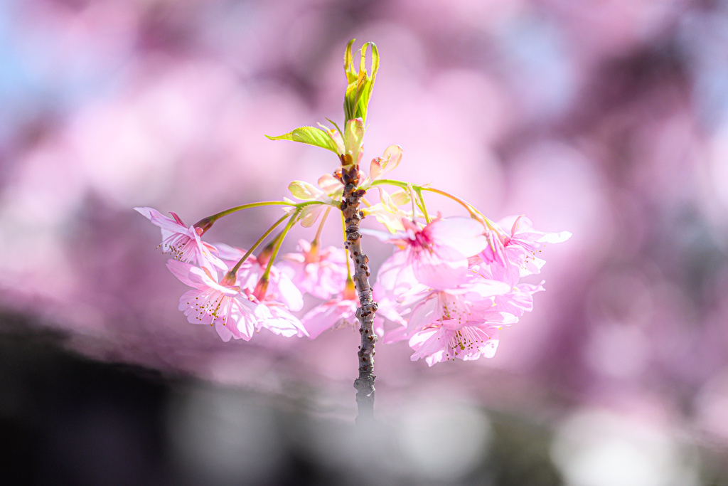 桜のやじろべえ