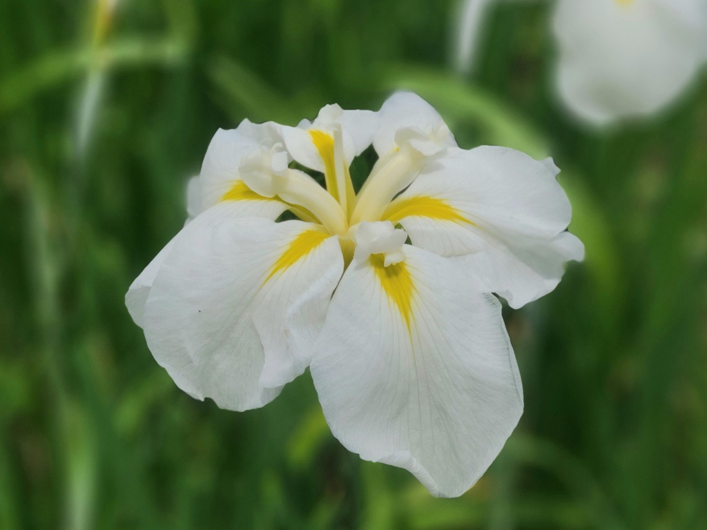 花菖蒲 ～小石川後楽園～