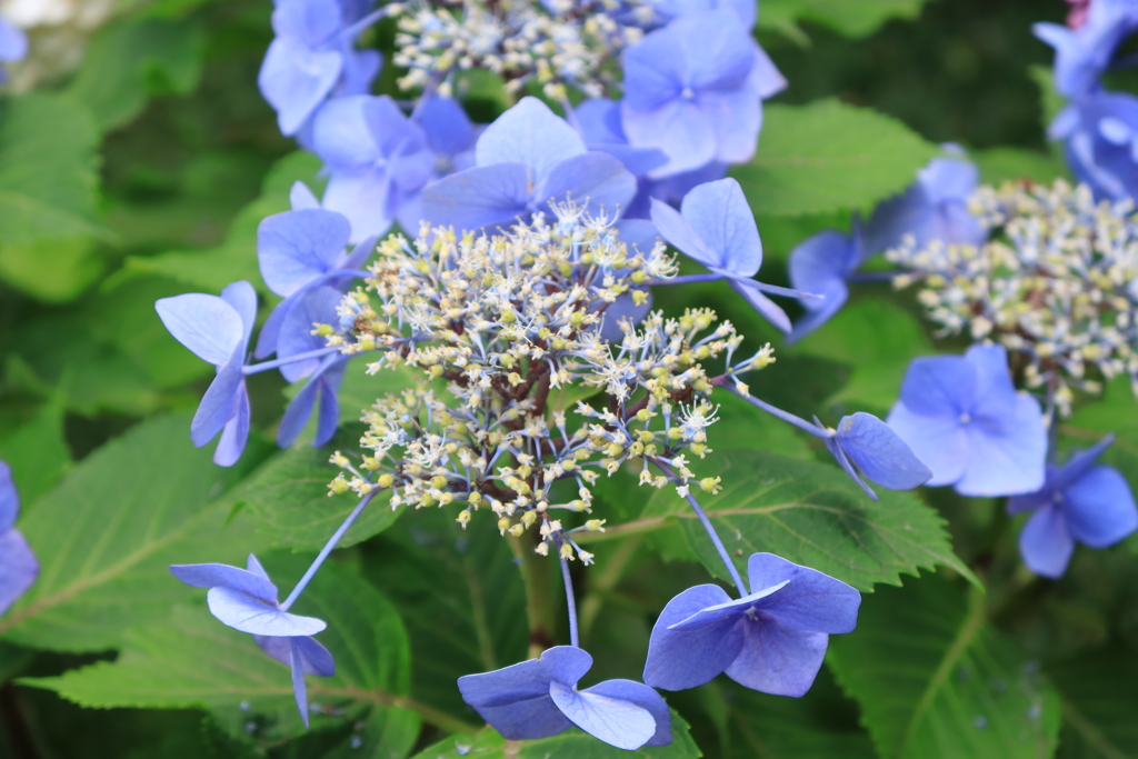 長谷寺 (長谷観音) の紫陽花 ②