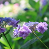 長谷寺 (長谷観音) の紫陽花 ③