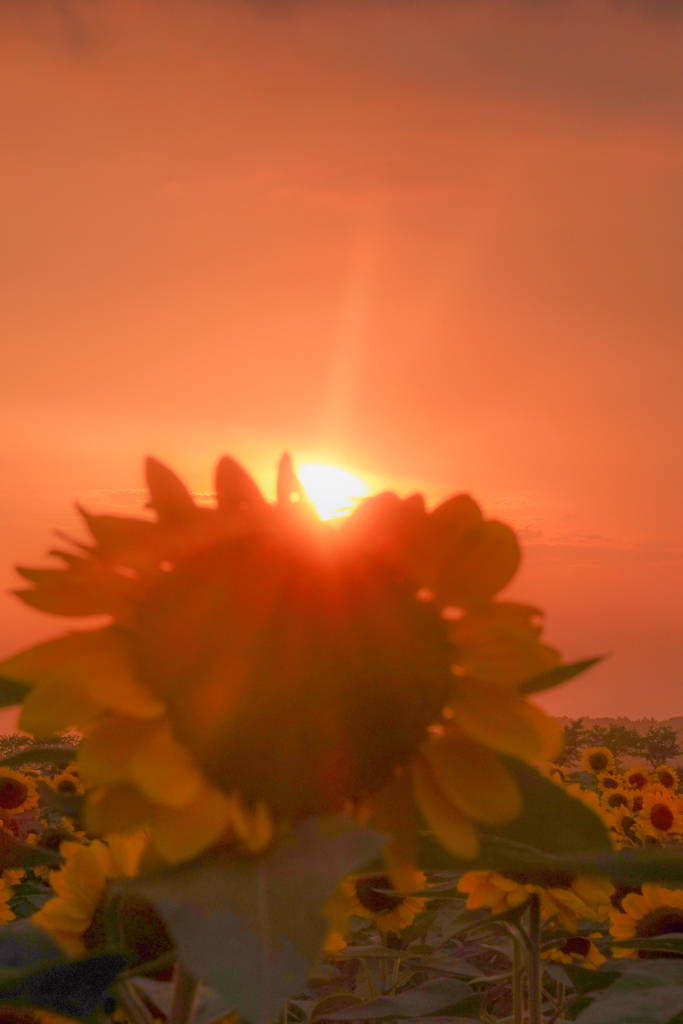 夕陽とひまわり ②
