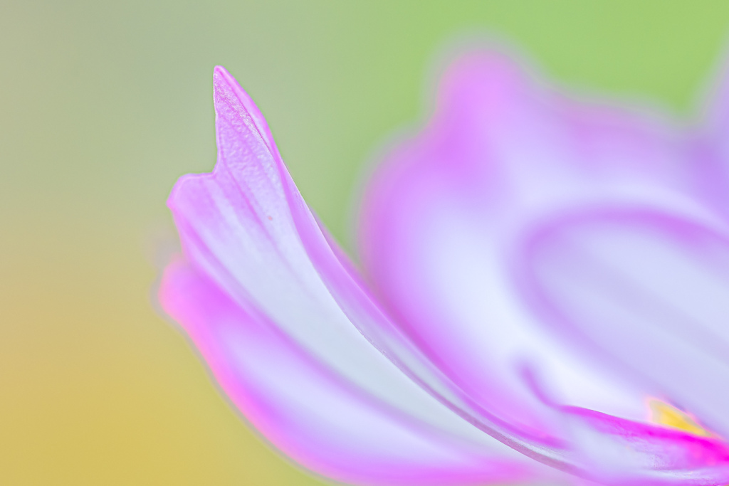 autumn pastel colors
