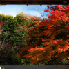 山門越しの紅葉