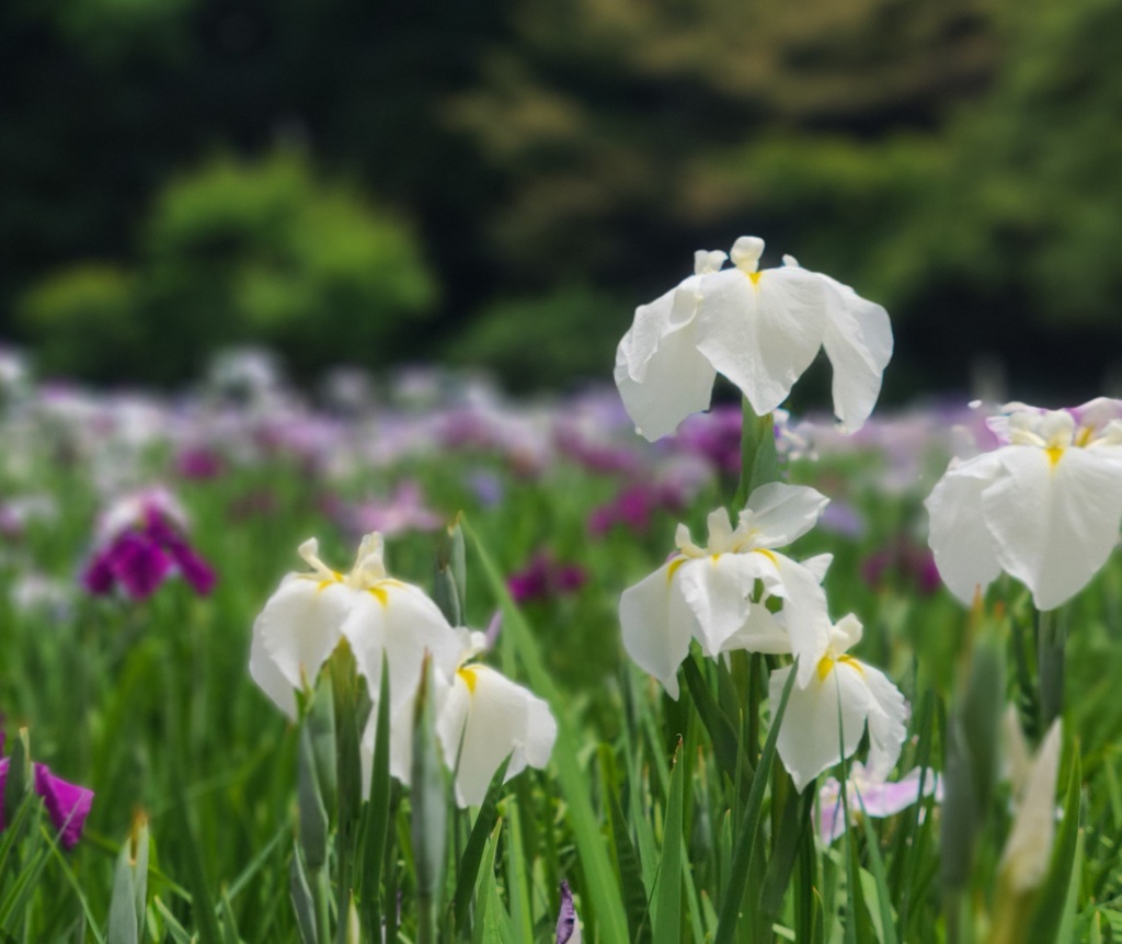 花菖蒲 ～小石川後楽園～