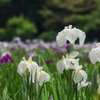 花菖蒲 ～小石川後楽園～