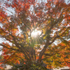 秋陽キラリ