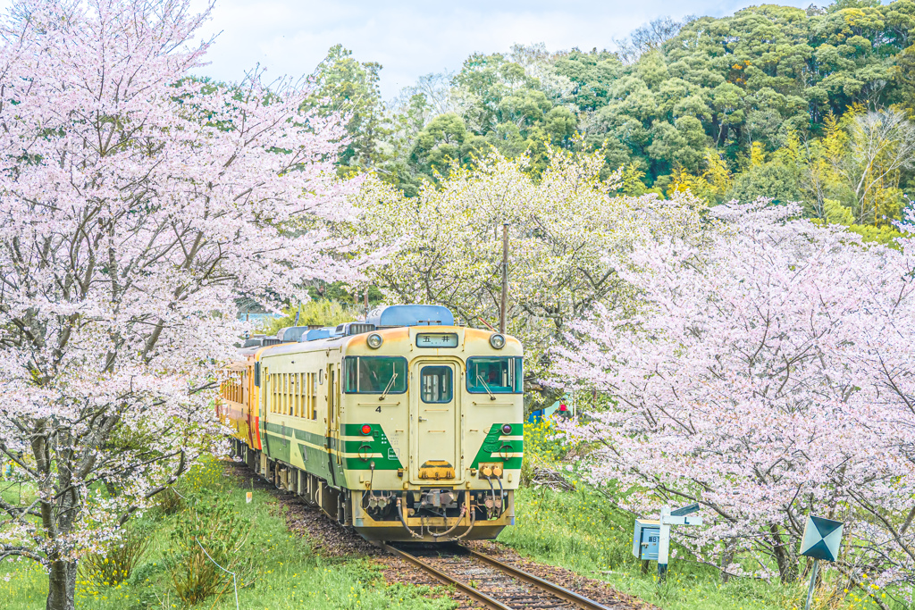 桜をくぐり抜ける小湊鉄道