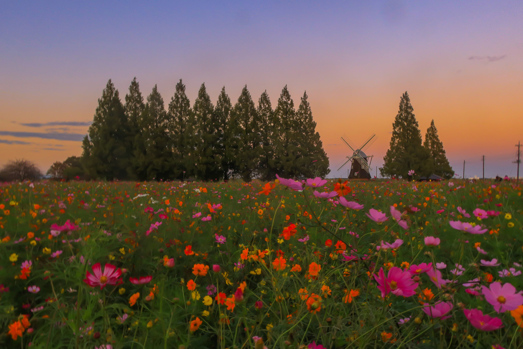 コスモス畑の夕景