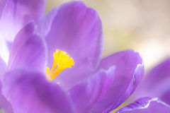 purple crocus