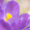 purple crocus